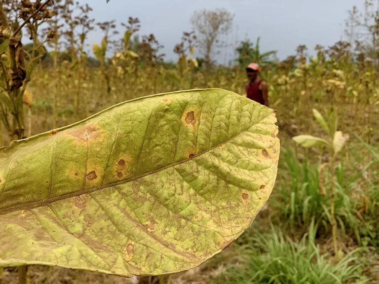 (6) Nestapa di Balik Gemerlap PLTU Paiton - Abdul Haq - Epochstream